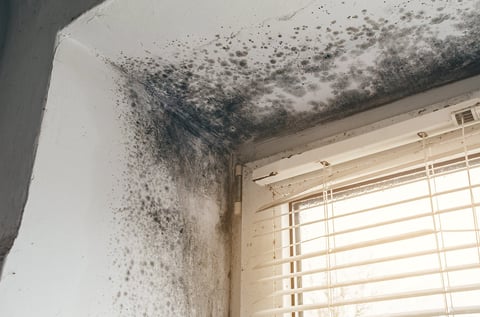 Mold growth on wall