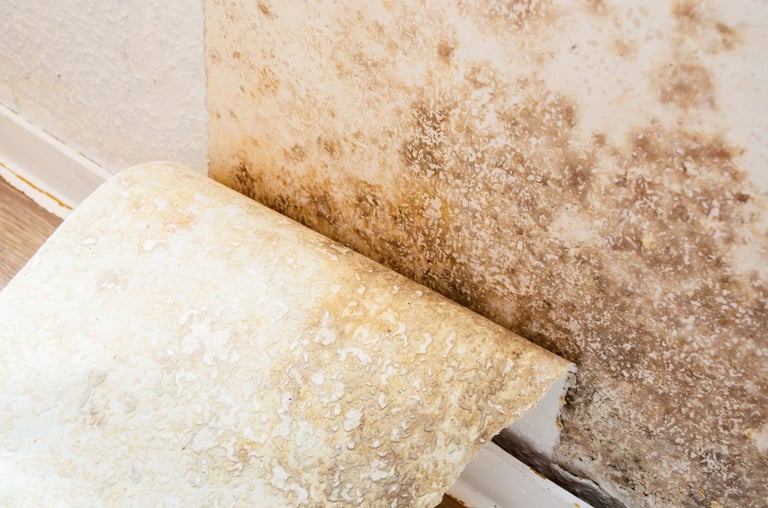 Mold and mildew growth on wall